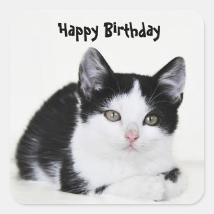 Cuadrada Pegatina gatito blanco negro
