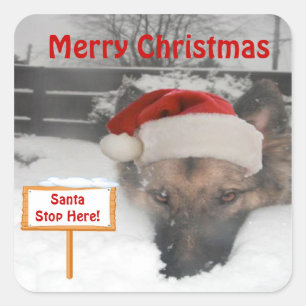 Cuadrada Pegatina German Shepherd Santa Stop Aquí Rótulo