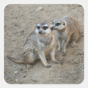 Cuadrada Pegatina Gossip