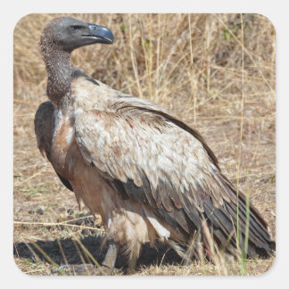 Cuadrada Pegatina Griffon Vulture