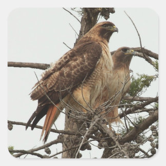 Cuadrada Pegatina Hawk