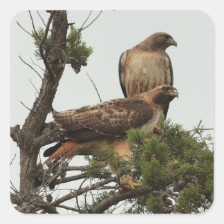 Cuadrada Pegatina Hawk 2