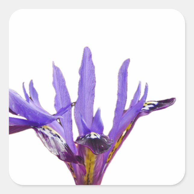 Cuadrada Pegatina Iris Flowers (Anverso)