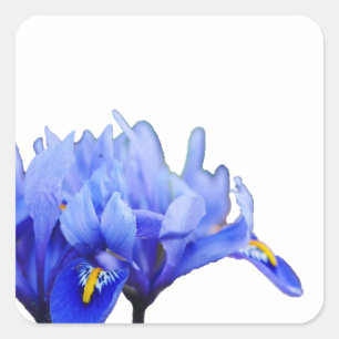 Cuadrada Pegatina Iris Flowers