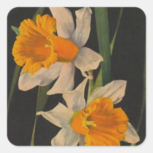 Cuadrada Pegatina Jonquil Flores Nocturnas Daffodils Garden