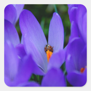 Cuadrada Pegatina Ladybird