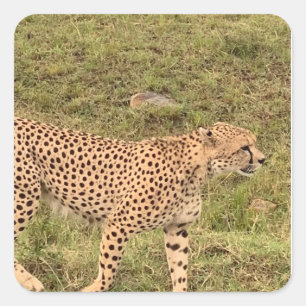 Cuadrada Pegatina Leopard