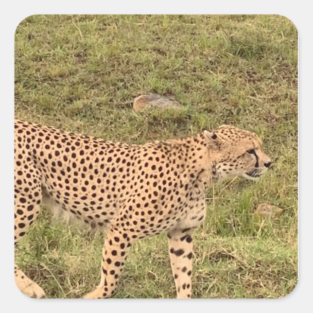 Cuadrada Pegatina Leopard (Anverso)