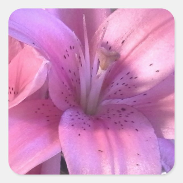 Cuadrada Pegatina Lirio Rosa (Anverso)