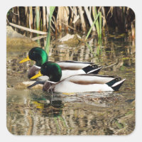 Pegatina Mallard Ducks