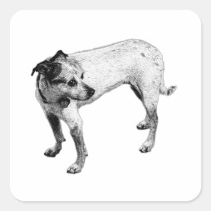 Cuadrada Pegatina monocromo de mezcla de Terrier de cuerpo