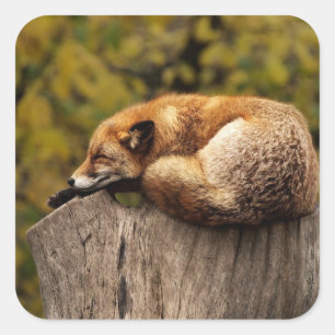 Cuadrada Pegatina Nap Time Cute Red Fox