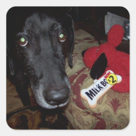 Cuadrada pegatina negro de laboratorio/ juguete para sobres