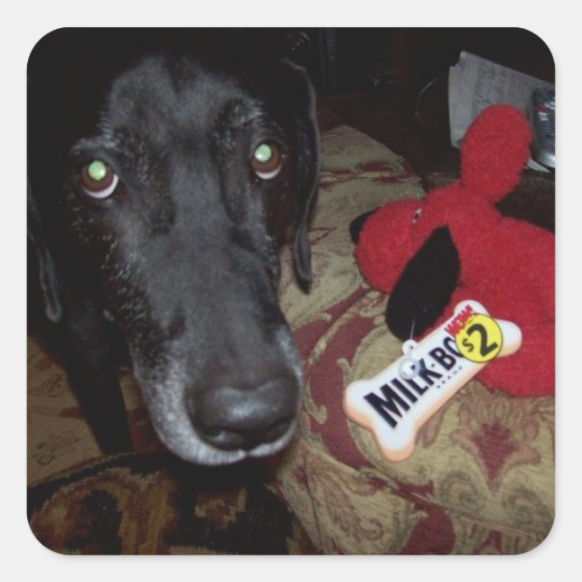 Cuadrada pegatina negro de laboratorio/ juguete para sobres (Anverso)