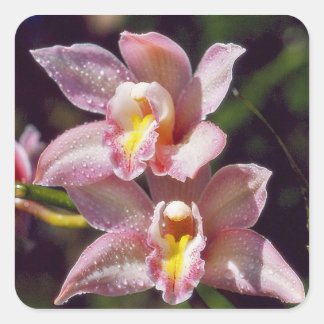 Cuadrada Pegatina Orquídea de Cymbidium