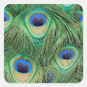 Cuadrada Pegatina Peacock