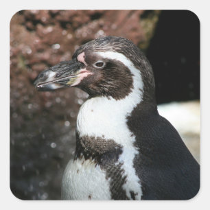 Cuadrada Pegatina Penguin