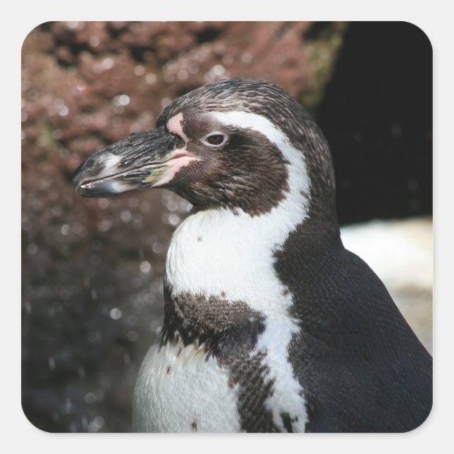 Cuadrada Pegatina Penguin (Anverso)