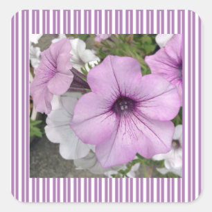 Cuadrada Pegatina Petunia púrpura