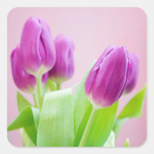 Cuadrada Pegatina púrpura de los tulipanes