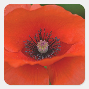Cuadrada Pegatina Red Poppy
