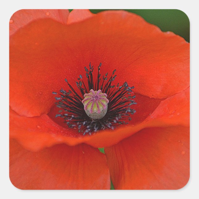 Cuadrada Pegatina Red Poppy (Anverso)