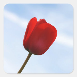 Cuadrada Pegatina Red Tulip