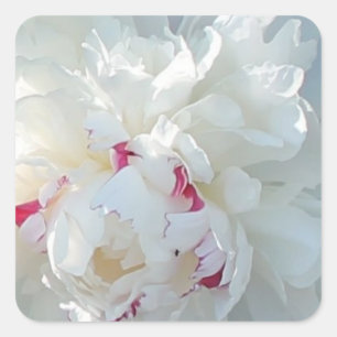 Cuadrada Pegatina Romántico de Peony Square