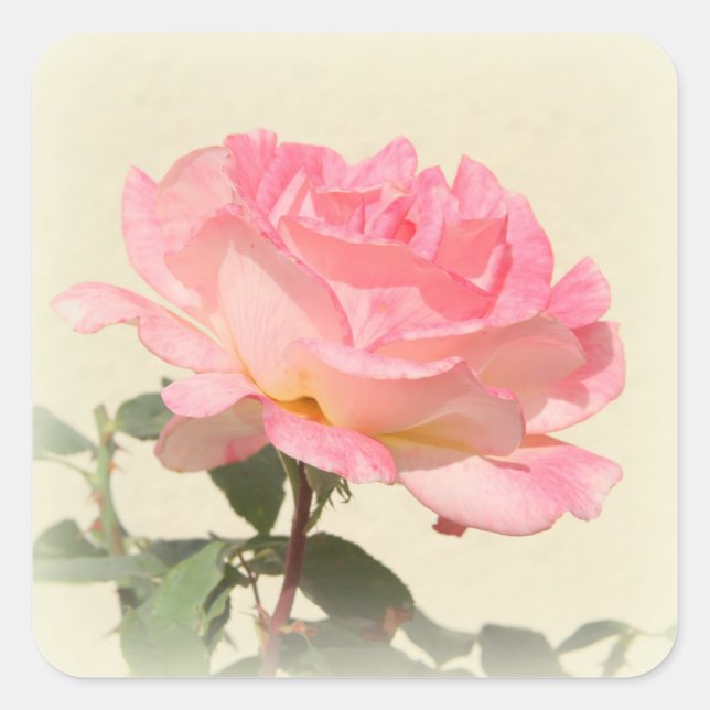 Cuadrada Pegatina Rosa Rosa Rosa (Anverso)