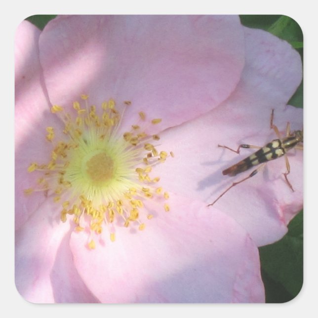Cuadrada Pegatina Rosa Rosa Salvaje (Anverso)