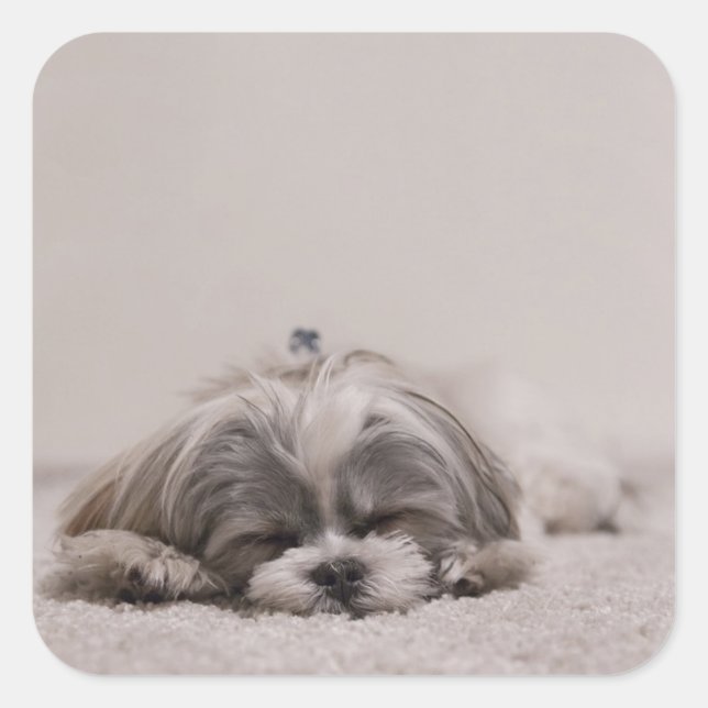 Cuadrada Pegatina Shih Tzu durmiendo, perro durmiendo (Anverso)