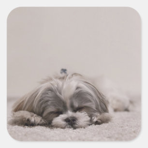 Cuadrada Pegatina Shih Tzu durmiendo, perro durmiendo