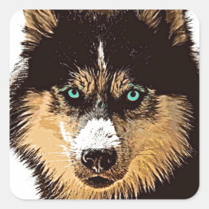 Cuadrada Pegatina Siberian Husky Square