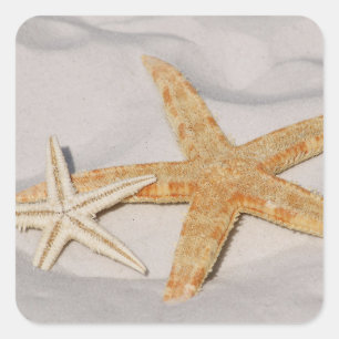 Cuadrada Pegatina Starfish