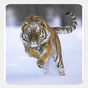 Cuadrada pegatina tigre de siberia