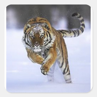Cuadrada pegatina tigre de siberia
