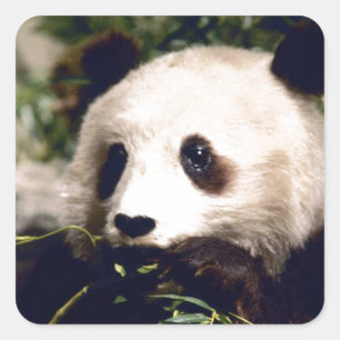 Cuadrada Pegatina Vida salvaje Dulce blanco Panda Cara de o