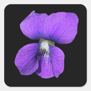 Cuadrada Pegatina violeta púrpura