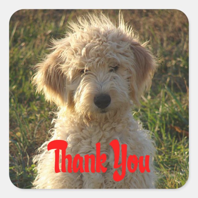 Cuadrada Perro "Goldendoodle Puppy" Gracias Pegatina / Etiq (Anverso)