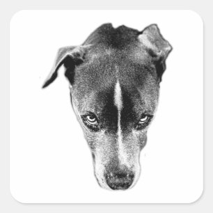 Cuadrada Pitbull Mix Portrait Bold Gaze Art Pegatina
