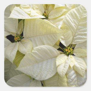 Cuadrada Poinsettia blanca Pegatina cuadrado grande