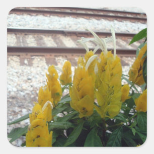 Cuadrada Por el Pegatina de pistas