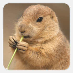 Cuadrada Prairie Dog pegatina
