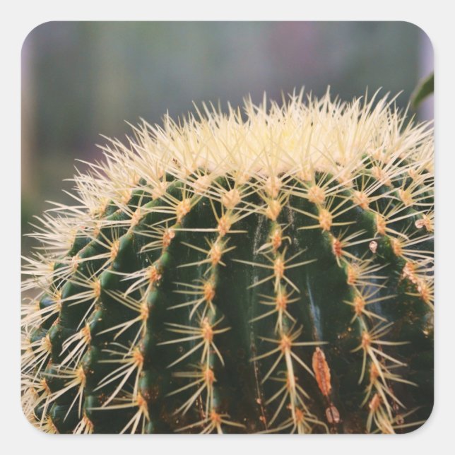 Cuadrada Pricky Cactus Pegatina (Anverso)