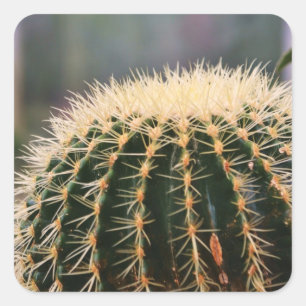 Cuadrada Pricky Cactus Pegatina