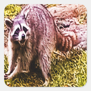 Cuadrada Raccoon Con Un Pegatina De Fleur De Lis