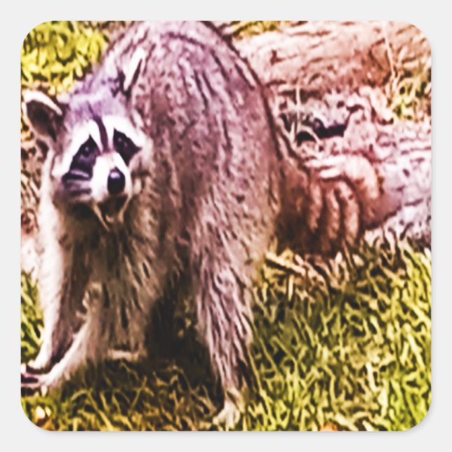 Cuadrada Raccoon Con Un Pegatina De Fleur De Lis (Anverso)