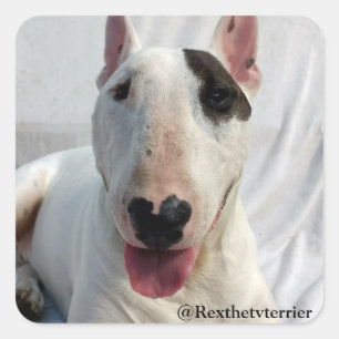 Cuadrada Rex, el pegatina de TV Terrier