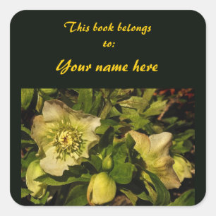 Cuadrada Rosa de Cuaresma Hellebore Bookplate Pegatina