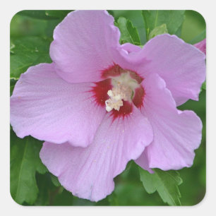 Cuadrada Rosa De Sharon Pegatina